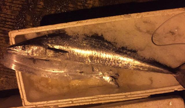 鲅鱼是马鲛鱼吗，马鲛鱼是鲅鱼吗（过年的时候最贵也最好吃）