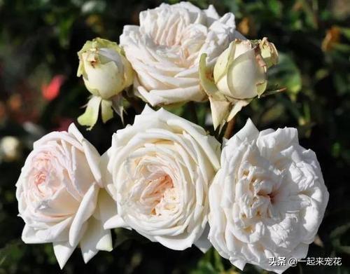 月季的特点月季的详细介绍，月季特点简单介绍（总结出4种香型月季）