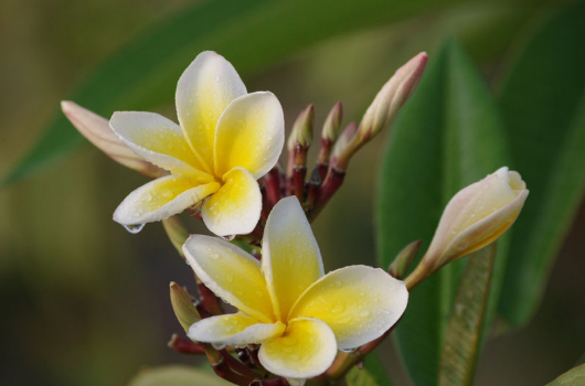 花的由来，玫瑰花的由来（花的名字是怎么来的）