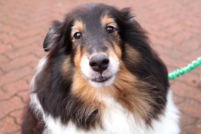 狗为什么会吠叫，狗喜欢吠叫怎么办（狗狗吠叫有5大含义）