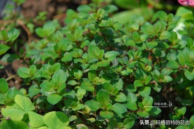 薰衣草如何过冬，薰衣草怎样过冬（西餐料理中常见的几种香草）