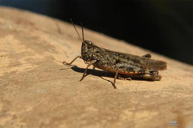 蚂蚱会叫吗（农村常见的几种蚂蚱）