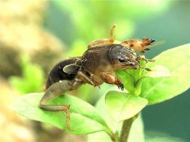 家里有鼻涕虫怎么消灭，鼻涕虫怎么彻底消灭（自制天然杀虫水）
