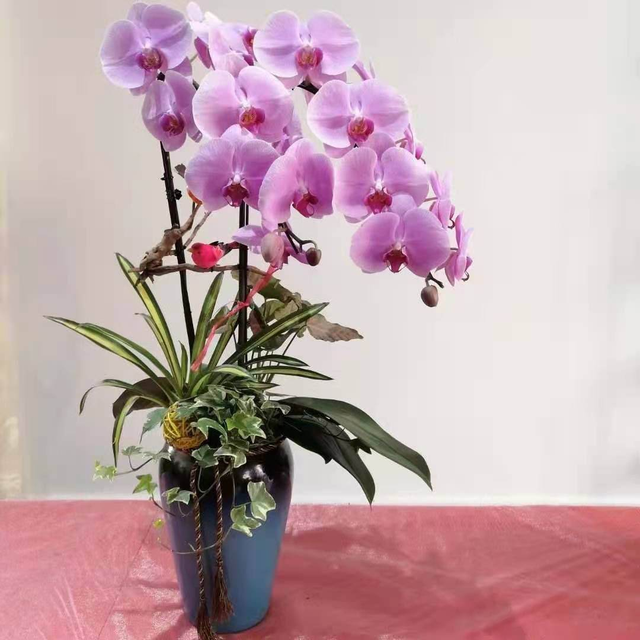 冬天开的花有哪些，冬天开的花有哪些20种...（1种花是冬季“爆品”）