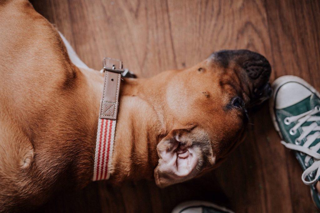 如何给你的狗植入微芯片，给狗狗植入芯片（光有爱心是不够的）