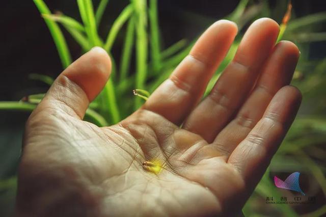 萤火虫为什么会发光，萤火虫发光原理（它发光竟然是为了求偶…）