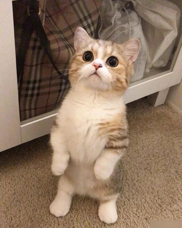 猫吃什么食物除了猫粮，小土猫吃什么食物除了猫粮（这4类食物不仅美味猫咪还能越吃越健康）