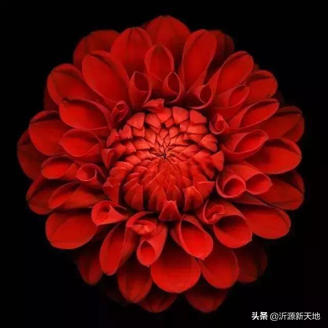 中国红是什么颜色，中国红颜色怎么调配（中国红，最美的颜色！）