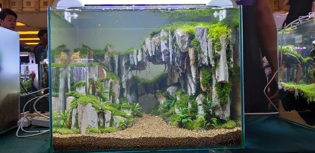 水草造景教程，简单水草造景图片（鱼缸造景比赛作品欣赏）