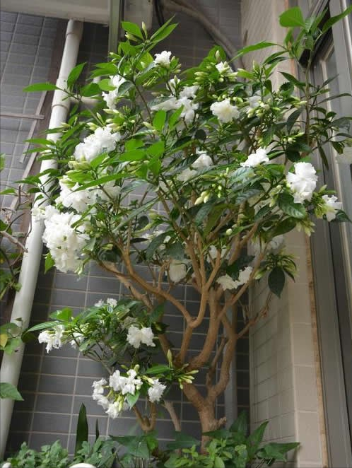 韭莲怎么养，韭菜莲有毒吗 韭菜莲怎么养（被“名字”耽误一生的花）