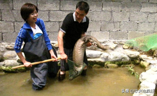娃娃鱼是保护动物吗，大鲵是几级保护动物（大鲵是不是我国一级保护动物）