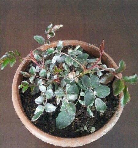 月季花生白粉病怎么办，月季花白粉病如何处理（月季得了白粉病）