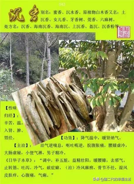 常见中草药图谱，中草药经典图谱（让你知道常用药都长啥样）