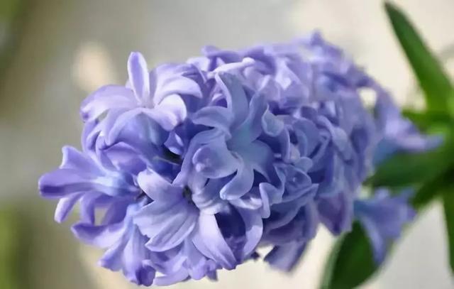 各种花的花语，各种花的花语爱情（史上最全花语大全）