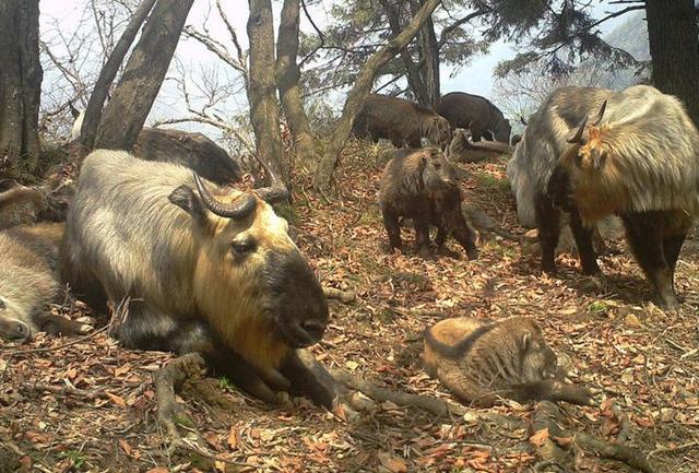 什么动物最容易摔跤，什么动物最容易摔跤的（碗口粗的树都能将其撞断）