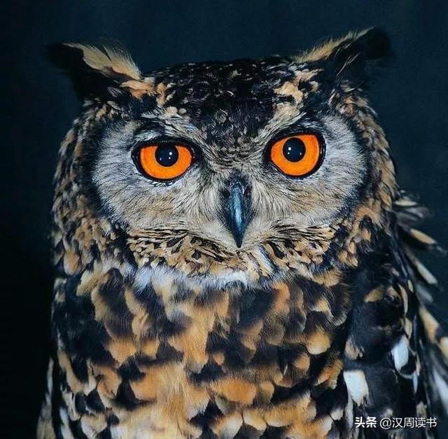 猫头鹰是鸟类吗，猫头鹰属于鸟类吗（为什么成了古人眼中的不祥之鸟）