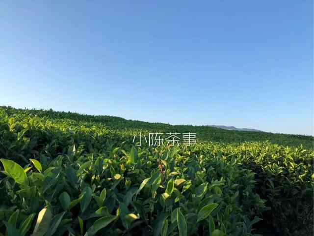 白牡丹茶怎么泡，白牡丹是什么茶（白茶春牡丹和秋牡丹）