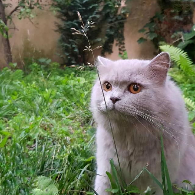 猫为什么一直吃草，猫咪吃草是怎么回事