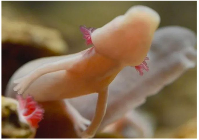 树懒和考拉的区别，树懒是什么动物（这种像龙的生物堪称地球最懒生物）