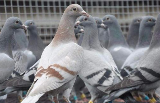 肉食鸽养殖，肉食鸽养殖加盟（专业养殖户的经验之谈）