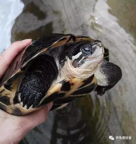 西非侧颈龟怎么养,西非侧颈龟怎么养成浅色(看完之后会想要一只吗) 西非侧颈龟怎么养,西非侧颈龟怎么养成浅色(看完之后会想要一只吗)