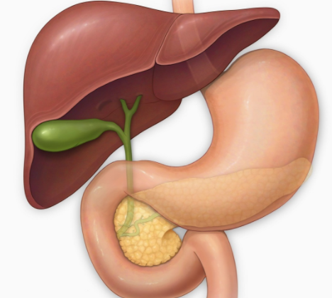 风市的准确位置图片，风市穴位位置图和作用（胆结石等肝胆问题）