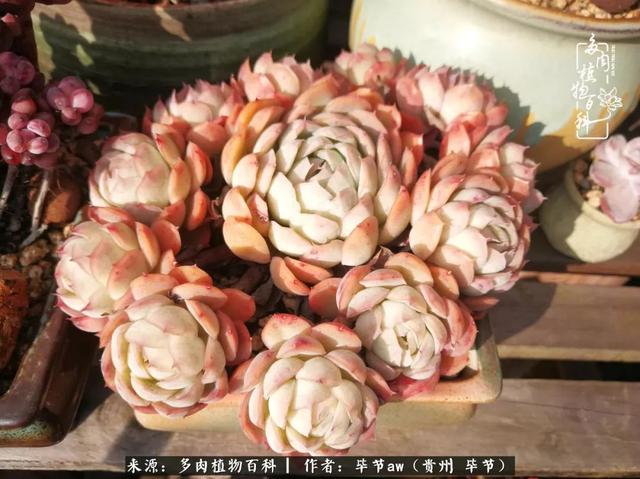 晴天橙子可爱头像微信，晴天橙子可爱头像（有多少次的会心一笑，全因多肉）