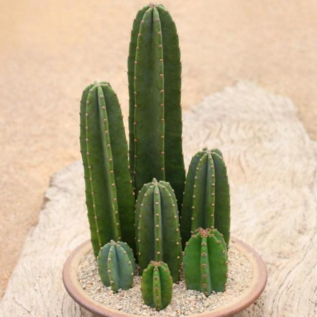 霸王鞭植物怎么养，霸王鞭植物怎么养好（掌握几个技巧）