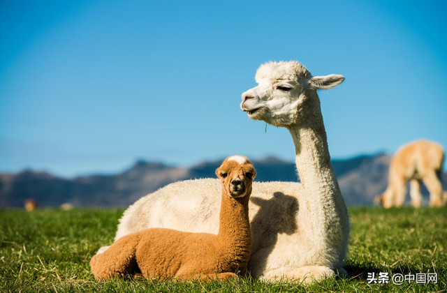 如何选购羊驼，羊驼从哪里买（羊驼成为新兴网红宠物）