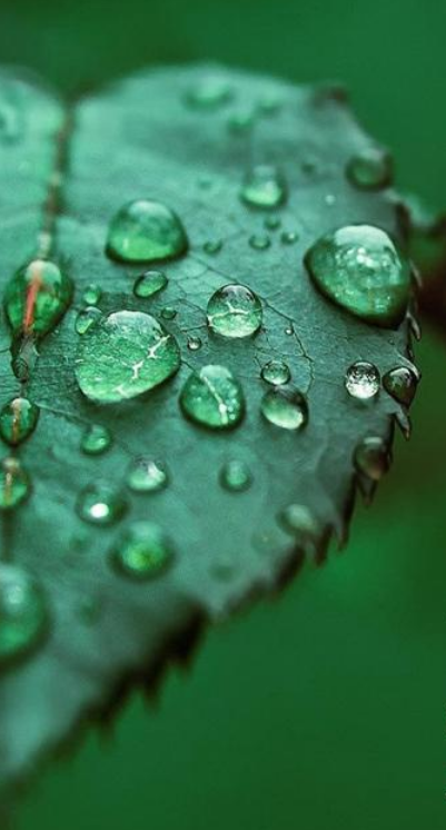 百岁无忧.，微信头像，百岁无忧.（十五首白露诗词）