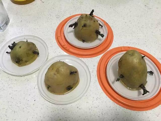 平菇种植最简单方法，平菇种植最简单的方法（喷喷水就能长）