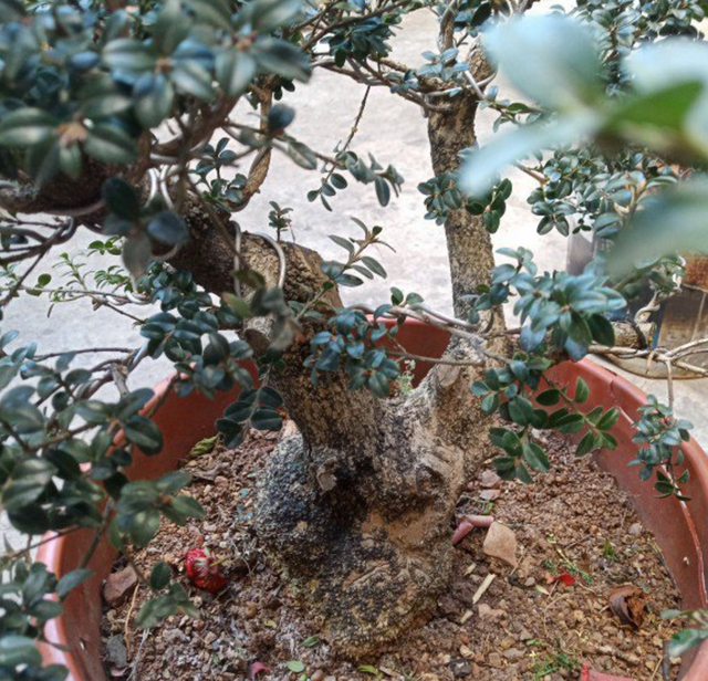 哪一种树被称为活化石，哪种树称为活化石（植物界的4种“老寿星”）