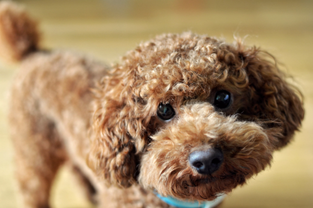 比较好养的小型犬，十大最适合新手养的小型犬（主人应该选什么样的狗狗）