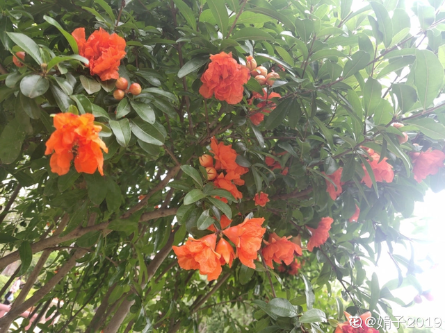 石榴树怎么养，石榴树苗什么时候种植最好（就能边赏花边吃果）