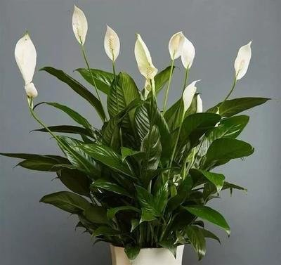 白掌的养殖方法和注意事项，水培白掌的养殖方法和注意事项（养护白掌做好这些）