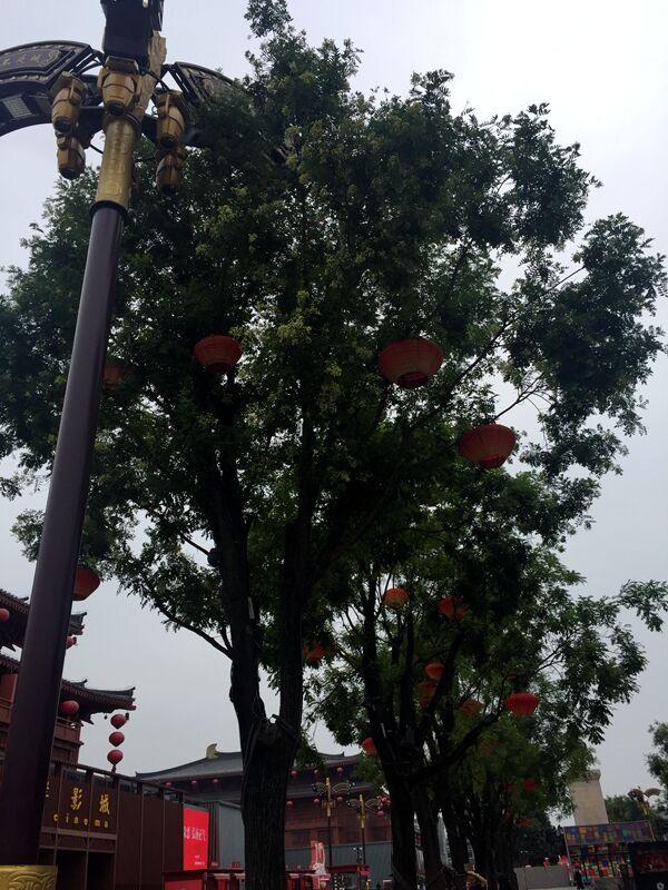 槐花什么时候开花，槐花几月开花（为啥曲江的槐花七月开）