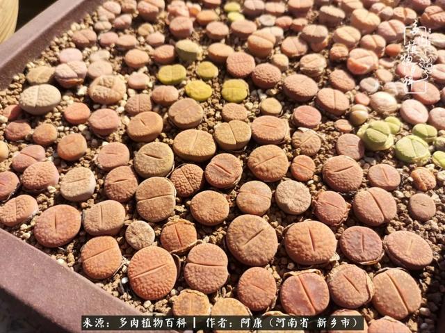 2021九·一八事变是多少周年，2021年是九一八事变的几周年（献给2021最好的春天）