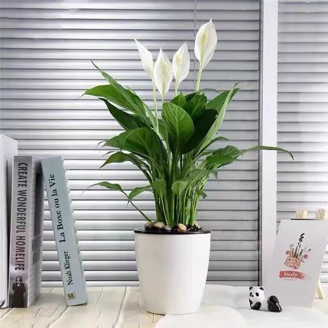 一帆风顺花有毒吗，一帆风顺花草有毒吗（家里养了宠物的朋友）