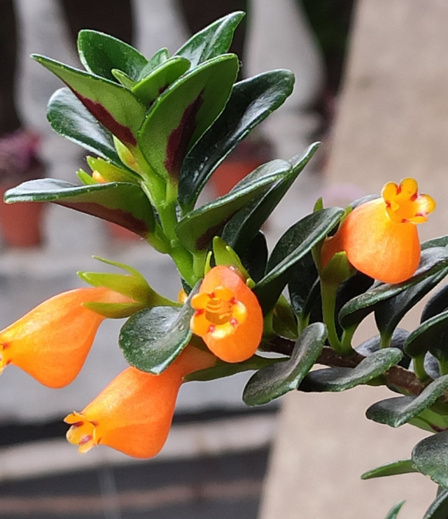 吊兰品种，10种常见“吊兰”（吊兰品种有哪些）