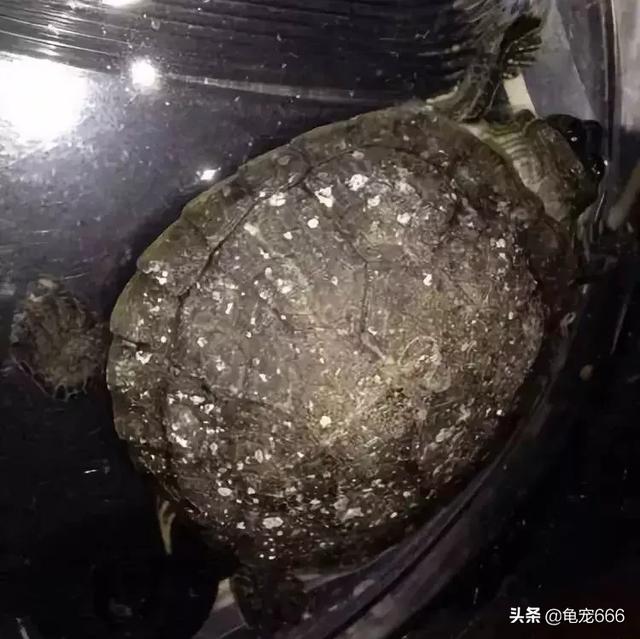 乌龟眼睛有层白色的膜，怎么预防乌龟眼睛长白膜（千万不要小看龟龟身上患有的这些白点）