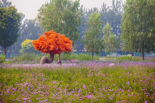 北京蓝调薰衣草庄园，北京薰衣草庄园（北京的蓝调薰衣草庄园就能狠狠浪漫一把）