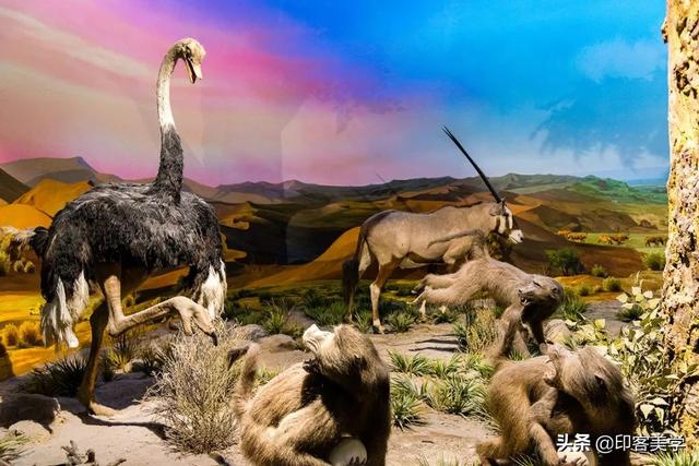 手不释卷的动物，手足之情的动物是什么生肖（世传王安石是獾转世投胎）