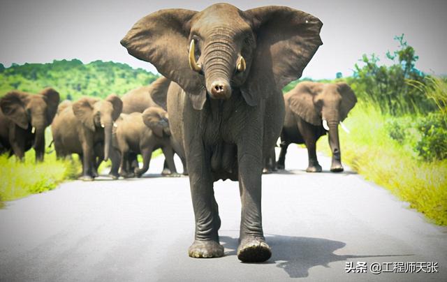 大象领头有公象吗，大象头领是公还是母（是有地位的母象）
