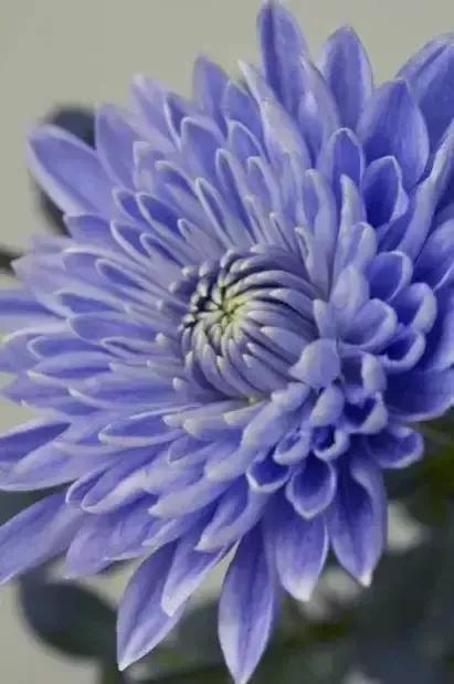蓝色的菊花