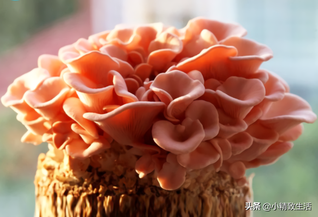 种植蘑菇菇方法，种植蘑菇菇方法有哪些（自己种的就是香）