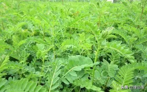 野生黄芪图片，黄芪图片野生黄芪什么样子（农村人看到熟视无睹的黄芪）