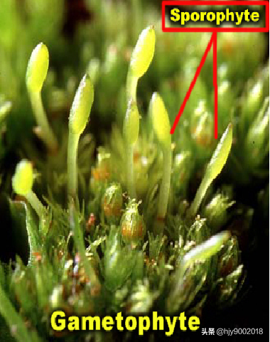 苔藓是什么植物，苔藓是什么植物水生还是陆生（苔藓类植物）