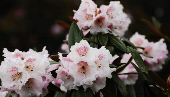 杜鹃花几月开花，杜鹃花什么时候开（不同品种不同时期开）