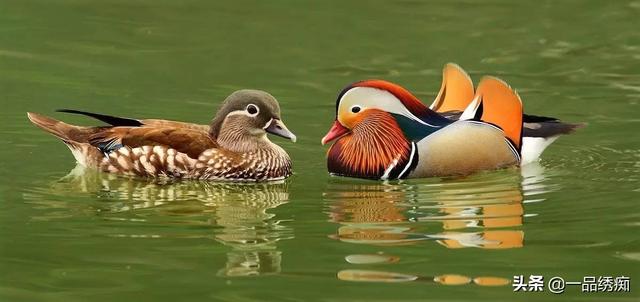 一个东一个鸟怎么读，一个东一个鸟怎么念（见过好多鸟名生僻字）