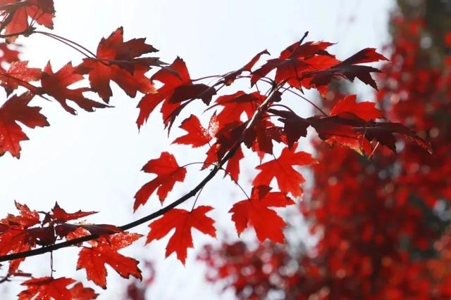 缓缓飘落的枫叶像思念，写给天空的情书周杰伦（枫叶映山红，一川夕阳浓）